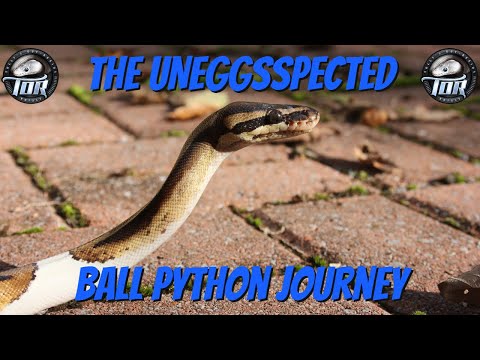 Unexpected ball python journey