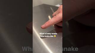 Baby Ball Python Bites! #ballpython #piebald #pythonclutch #snake #ballpythonbreeder #reptile