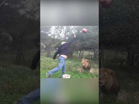 Lion menacingly stares at a man