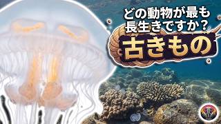 どの動物が一番長生きしますか？｜動物ドキュメンタリー