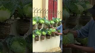 Amazing Upcycled Garden: Turning Plastic Bottles into Food & Profit! ♻️💰