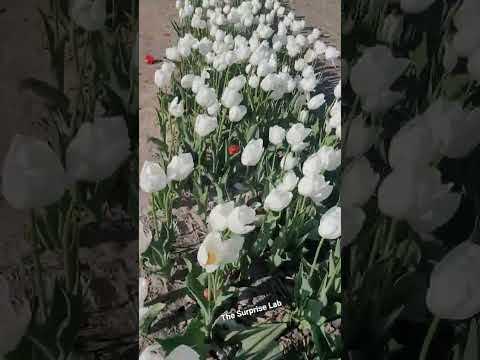 white tulips