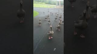 gaggle of geese happy to see goose man 😁