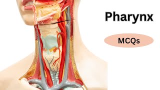Pharynx | MCQs | gross anatomy