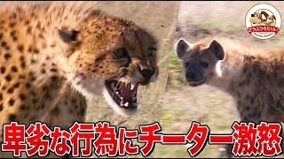【見事な狩り】チーターがガゼルを瞬殺！親子で食事の最中にライオンが急接近～横取り御免のサバンナで頂点に立つのは？（羽仁進のマザーアフリカ）【どうぶつ奇想天外／WAKUWAKU】