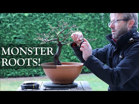 Hornbeam Bonsai - taming those Monster Roots! on a European Hornbeam