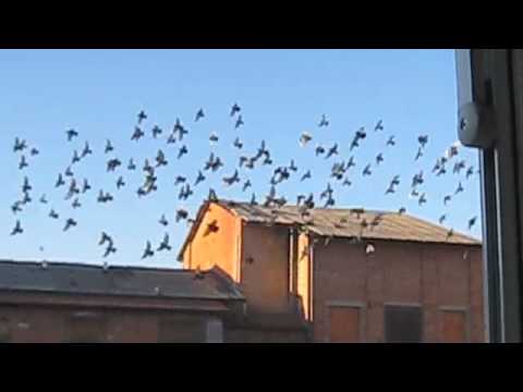 Pigeon Experiment