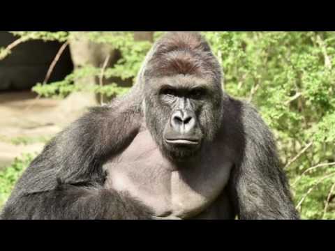 Harambe | A Picture of Harambe For 10 hours | Harambe background, Harambe Screensaver, Harambe Video