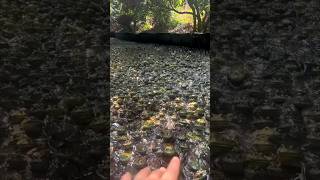 This guy has a frog army in his backyard 😱