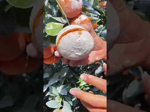orange #fruits #juice #juicy #usa #pewdiepie #unitedstates tiktok : love_fruitss