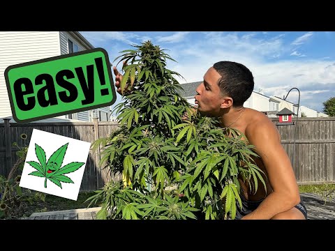 Grow Weed Outdoors Easy Method seed to harvest🍃🍃⛽️