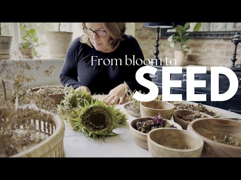 #13 From Bloom to Seed: Saving My Favorites for the Next Season