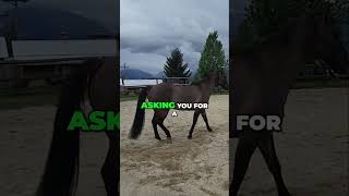 Horse Body Alignment: Precision for Better Focus & Training