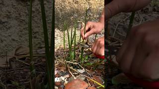#short #agriculture #agritools#farming2024  #youtubeshorts #satisfying #EliteShortsUnleashed #2071