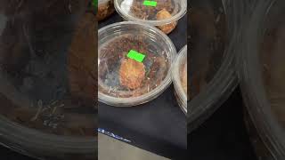Visit a reptile expo with us! Featuring: our crested gecko