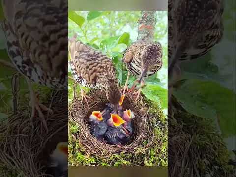 #wildbirds ##birdsfeeding #music