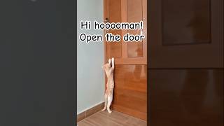 Let Me In, Hooman! | Samira the Fluffy Pumpkin vs. The Kitchen Door 🚪🐾 #cat #kitten #catlife