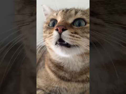 cat 🐈 & monkey 🐒 funny 🤣 video #cat #monkey #shorts #cutebaby