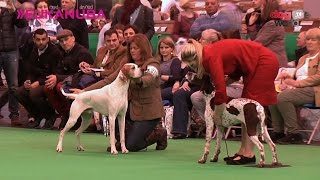 Crufts 2016 - Pointer Best of Breed