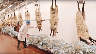 How SHEEP'S WOOL🐑 is CONVERTED into CLOTHING🧶