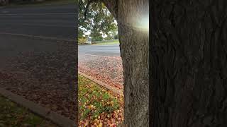 I like to take a walk in the morning.#dayinthelife #vlog #video #week #morning #walk #fyp