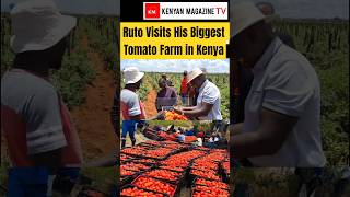 Inside President Ruto's Huge Tomato Farm in his Sugoi home