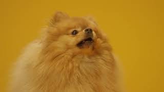 Cute dog .... Name our new Dog! Comment your ideas below. #119
