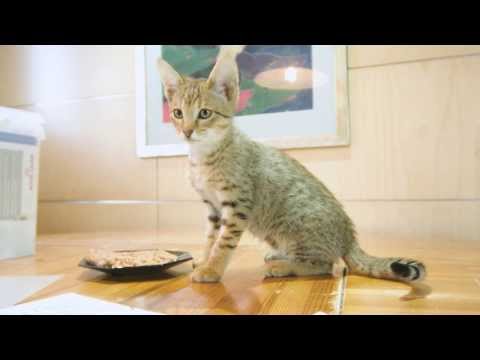 Little Savannah kitten F6