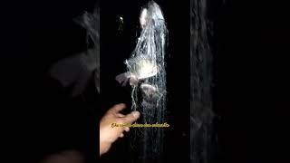 MANCING JARING 1 JORAN #mancingikan #mancingjaring #mancinggarong