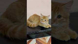 Do not this with New Cats & Kittens! #catlovers #cutecats #trending #popular #youtubeshorts_