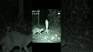 King Cobra vs Mongoose 🐍🦦 Fastest Fight in the Forest | Real CCTV Clip