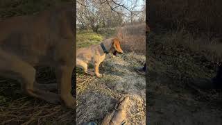 Walkies part 4 #puppy #adoreble #redbonecoonhound #puppy #rottweiler #greatpyrenees #blueheeler