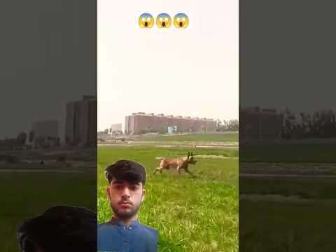 Very hight jump. #dogshort #subscribe #dog #funny😅😅😅