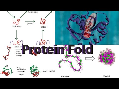 What is Protein Fold!!!!!