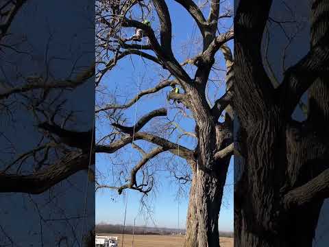 Monster American Elm getting a trim #arborist #chainsaw #stihl #tree #wood #trimmer