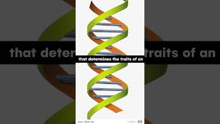 Molecular Basis of Inheritance | Vridhee | @Vridhee education for all