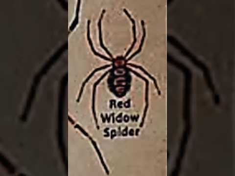 TYPES OF SPIDERS|PART-14|RED WIDOW SPIDER|#spider #creature@tseries@LIKEMYTH@MrBeast