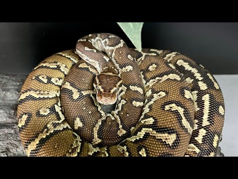 Angolan python