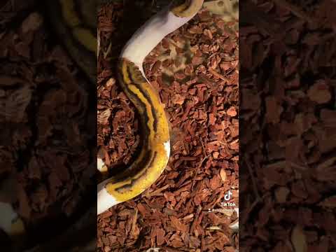Pastel Pied eating time lapse. #ballpython #ballpythons #livefeeding #snakefeeding #snakeeating