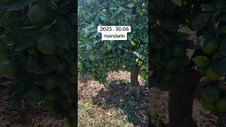 #fruit #qashqirlarmakonipistirma #smartphone