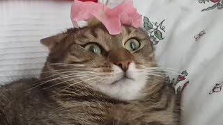 Cute and Funny Cat Videos to Relax To