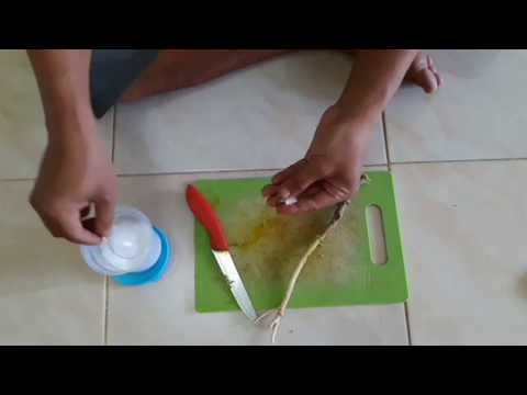 CARA AMPUH OBAT SAKIT GIGI,TERNYATA AKAR POHON PEPAYA(KATES) BISA MENGOBATI RASA SAKIT GIGI