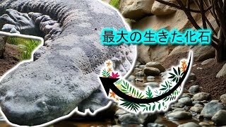 中国オオサンショウウオ | 動物ドキュメンタリー