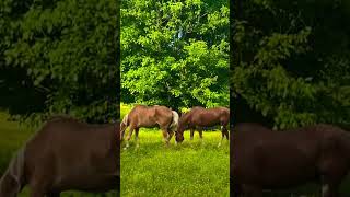 RELAX 🧘 YOUR MIND WITH HORSES #meditation #music #beautifulcolors #youareoneofakind #youtube