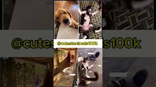 cute animals funny video trending shorts🥰 #funnycomedyshort#cuteanimalsfunnyvideos#funnycomedys