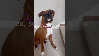 🛟 Sometimes LIFE IS HARD #danithegirlboxer #boxerpuppy #boxerdog #lifeishard #help