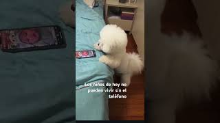 #pets #petlover #petslove #maltese #maltipoo #puppy #maltese #maltipoo #viralvideo #viralshort