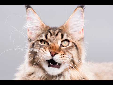Funniest Cats Videos 👀 ROFL Compilation of Feline Funnies!