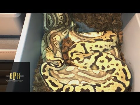 Ball Python Breeding Season Going Well!!