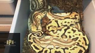 Ball Python Breeding Season Going Well!!